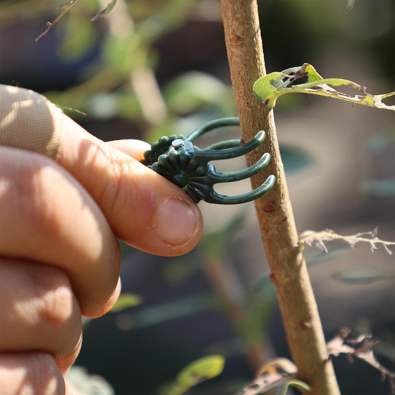 정원 꽃 난초 덩굴 식물 고정 클립 가지 토마토 포도  - Gardening Tools Wholesale 리뷰 및 가격